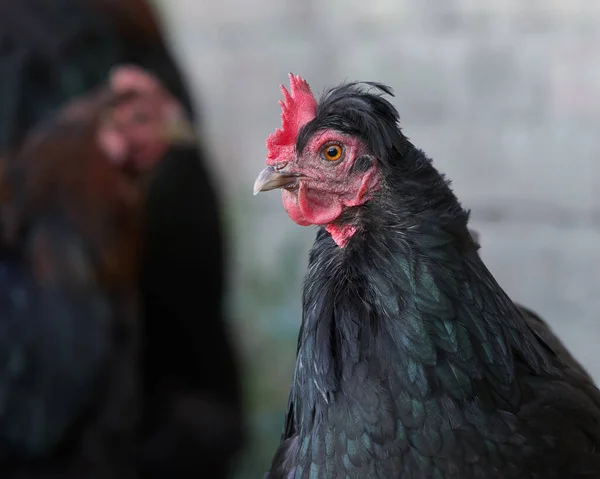 Close up of black chicken with other chicken in background