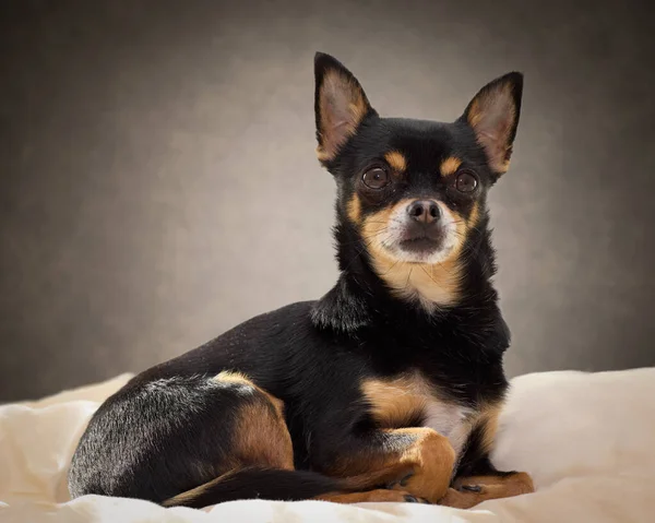 黒Chihuahuaのスタジオポートレート ロイヤリティフリーのストック写真