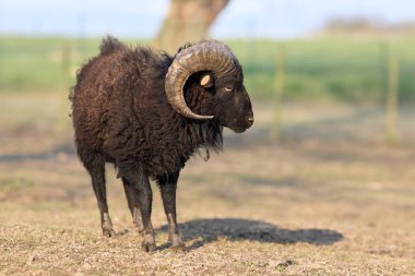 Brown black male ouessant sheep (ushant)