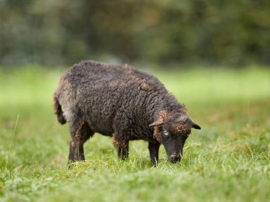 Black brown female ouessant sheep grazes
