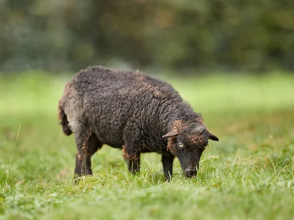 Black Brown Female Ouessant Sheep Grazes Telifsiz Stok Fotoğraflar