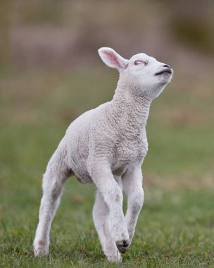 Young white lamb jumps in the air