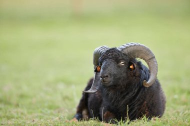 Black male ouessant sheep lays in meadow