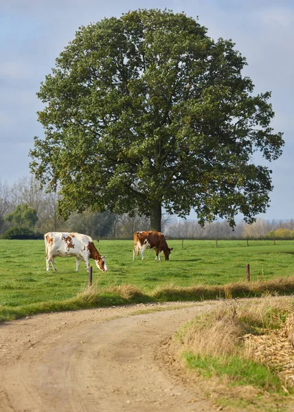 Rural scene with lime tree, prairie and cattle