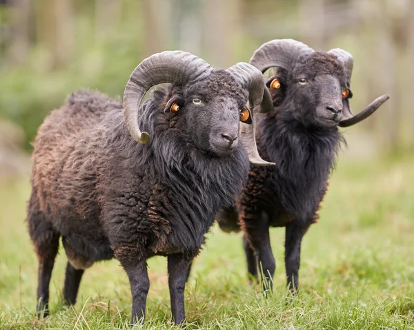 Two Brown Male Ouessant Sheep Next Each Other Imagens Royalty-Free