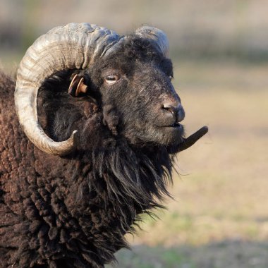 Close up portrait of brown male ouessant sheep