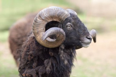 Close up of brown male ouessant sheep with big horns