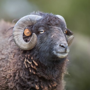Close up of a male ouessant sheep