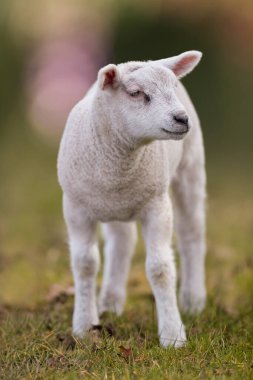 Close up of white lamb against blurred background