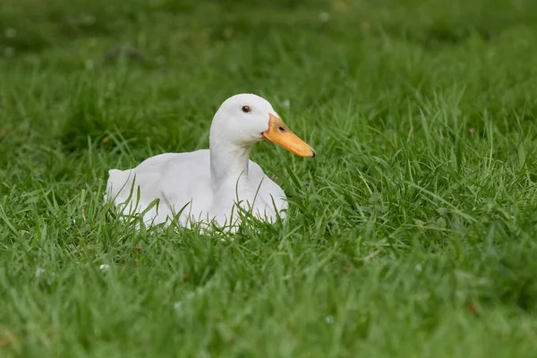 White Indian Runner Duck Lays Grass Stok Resim