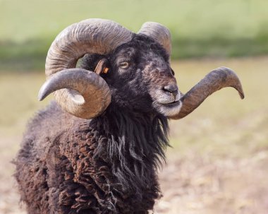 Close up of brown male ouessant sheep