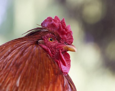 Kırmızı bir horoza yaklaş