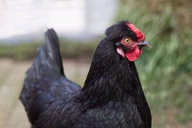 Close up of small black chicken