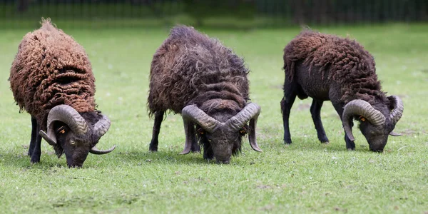 Three Male Brown Ouessant Sheep Graze Row — Stock Photo, Image