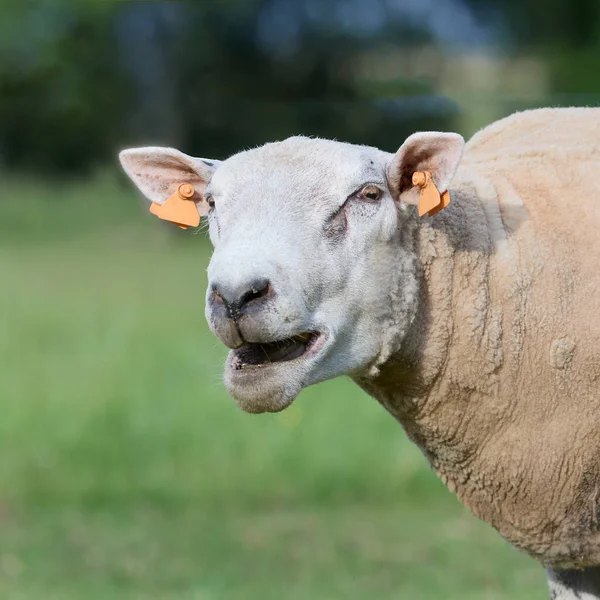 Nahaufnahme Kopfschuss Weißer Schafe Mit Offenem Maul — Stockfoto