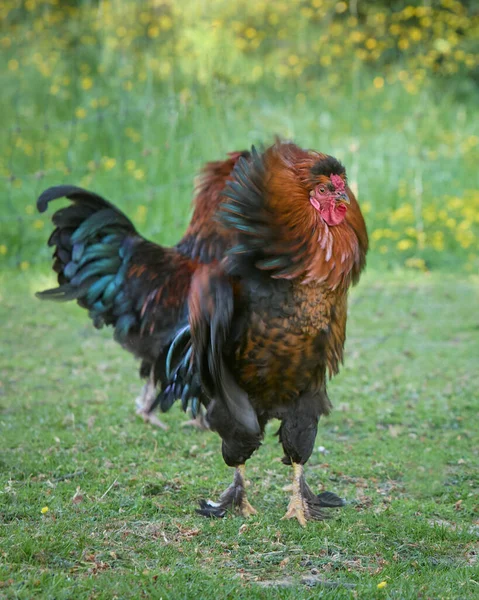 红褐色的公鸡摇动羽毛 — 图库照片