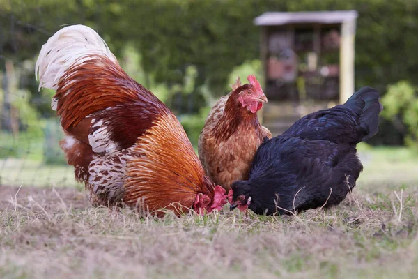 Vörös Kakas Két Szabad Tartású Csirke Kertben — Stock Fotó