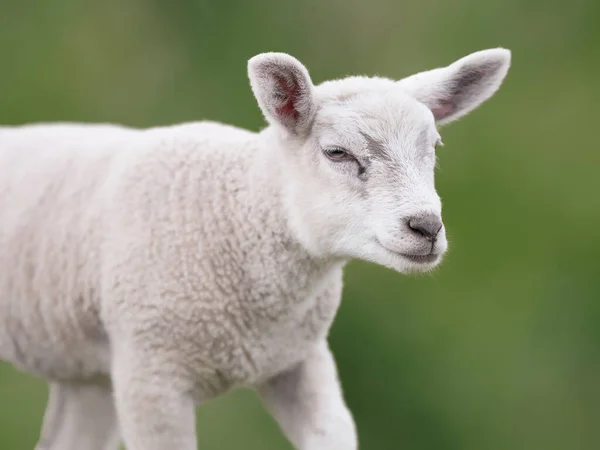 Junges Weißes Lamm Frühling Auf Der Weide — Stockfoto
