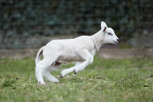 春には牧草地で遊ぶ若い白い子羊たち ロイヤリティフリーのストック画像