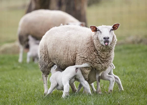 Beyaz Kuzular Dilinden Sarkan Koyunları Içiyorlar Stok Fotoğraf