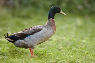 Kahverengi Hintli ördek bahçede