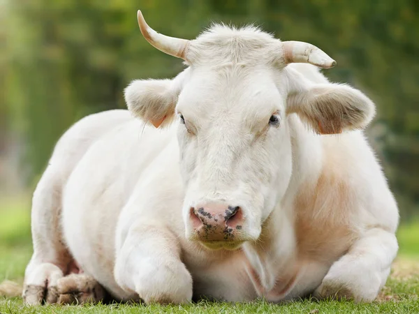 Vaca Branca Isolada Sobre Fundo Desfocado — Fotografia de Stock
