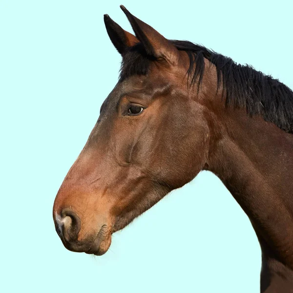 Porträt Eines Pferdes Isoliert Auf Blauem Hintergrund — Stockfoto