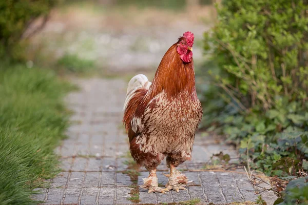 庭のレンガ道の赤い鶏 — ストック写真