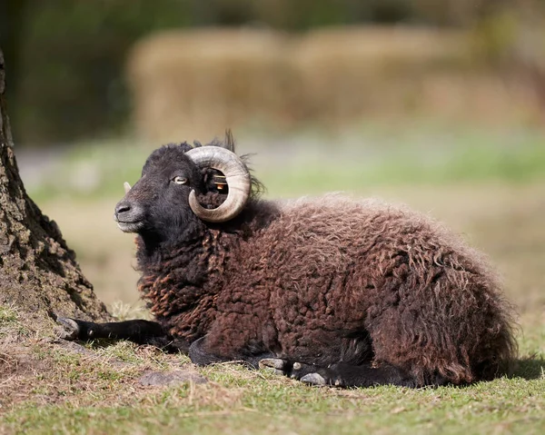 Young Male Brown Ouessant Sheep Next Tree — Stock Photo, Image
