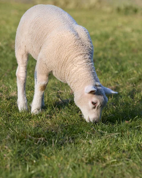 牧草地で若い白い子羊の放牧 — ストック写真