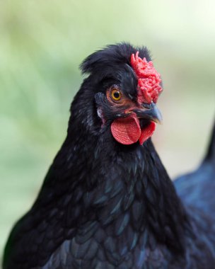 Genç siyah tavuğa yaklaş.
