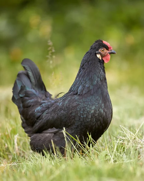 Kis Fiatal Fekete Csirke Szabadtartású Kertben — Stock Fotó