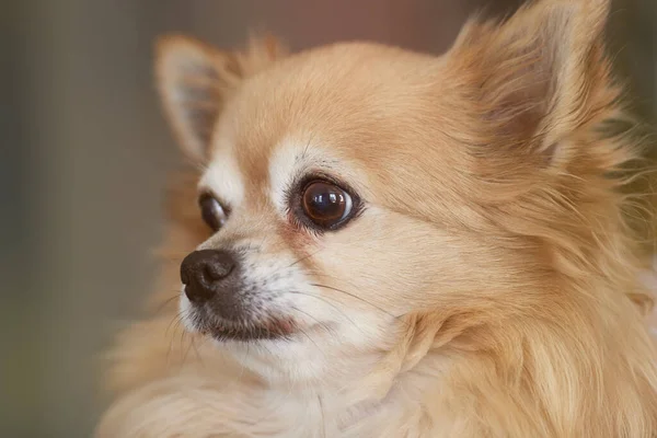 Primer Plano Retrato Chihuahua Marrón — Foto de Stock