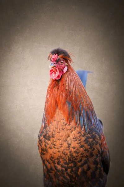 红褐色公鸡的画室肖像 — 图库照片