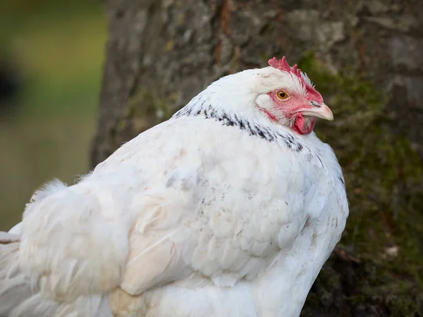 Fehér Sussex Csirke Kertben — Stock Fotó