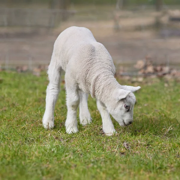 草の中の若い白いかわいい子羊 — ストック写真