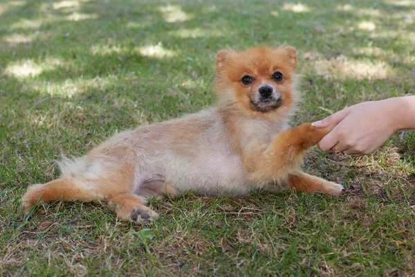 年轻的斯皮兹犬躺在草地上 与人握手 — 图库照片