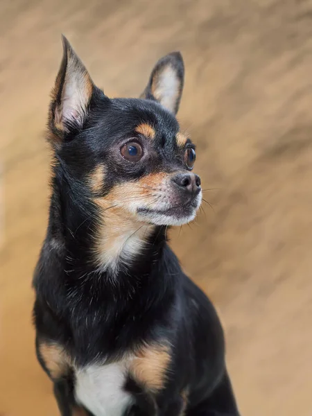 若い黒Chihuahuaのスタジオポートレート — ストック写真