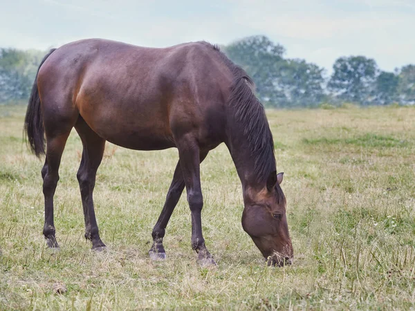 Braunes Pferd Grast Auf Weide — Stockfoto