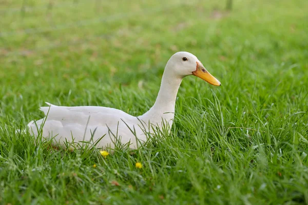 White Indian Runner Duck Lays Grass — Stock Photo, Image