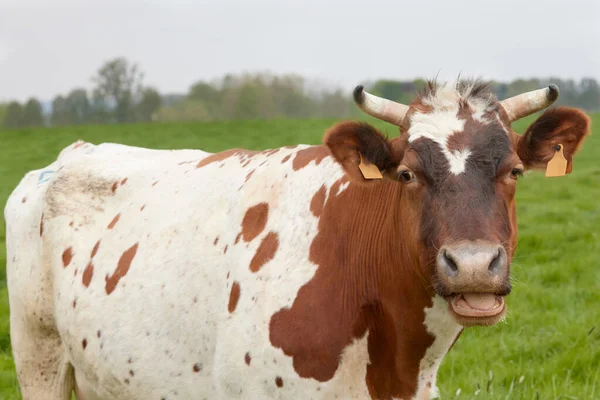 Vaca Blanca Marrón Cerca Pradera —  Fotos de Stock