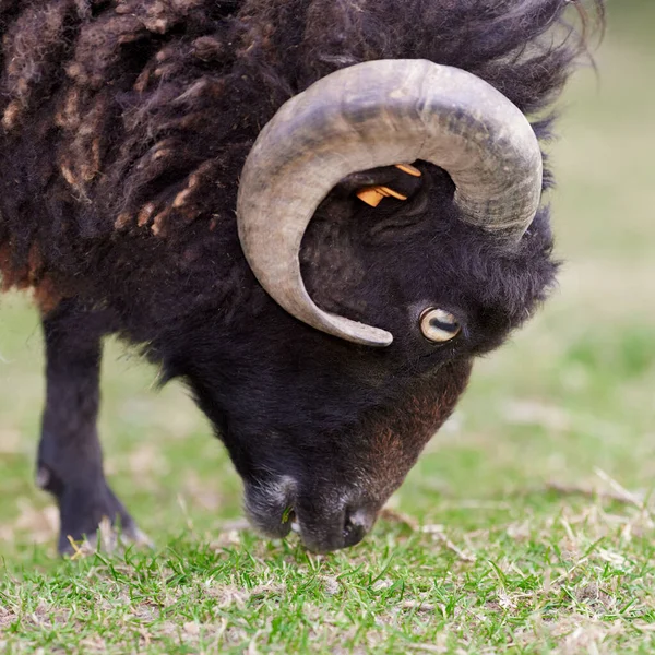 Kahverengi renkli koyunların yakın çekimleri.