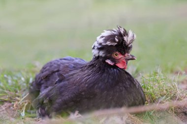 Bahçedeki siyah Polonya tavuğuna yaklaş