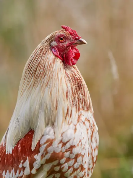 Close Young White Brown Rooster Blurred Background — Stock Photo, Image