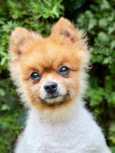 若いスピッツ犬のヘッドショット — ストック写真