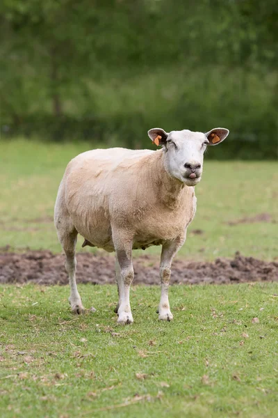Fraîchement Échauffés Moutons Flamands — Photo
