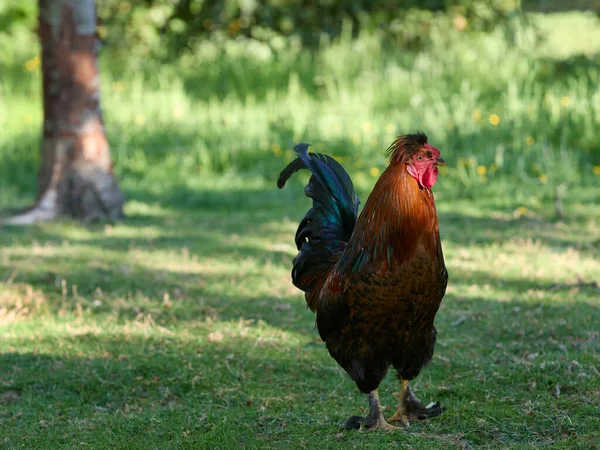 Young Red Brown Rooster Free Range Garden — Stock Photo, Image