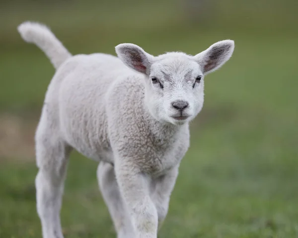 Junges Weißes Lamm Frühling Auf Der Weide — Stockfoto
