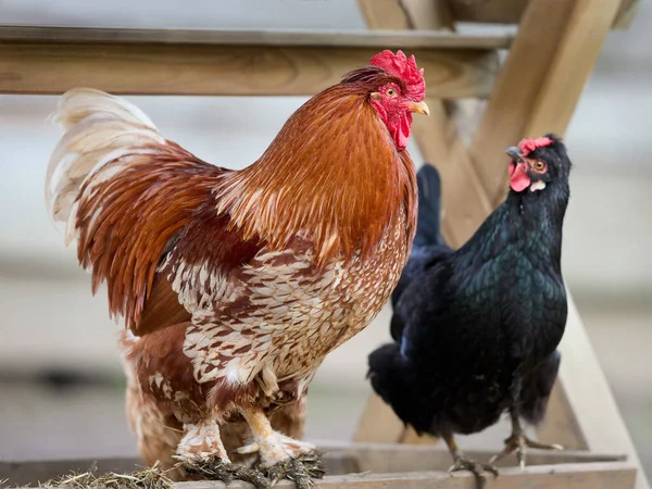 Vörös Kakas Fekete Csirke Egymás Mellett — Stock Fotó