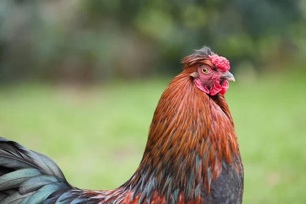 庭の赤茶色の若い雄鶏のクローズアップ — ストック写真